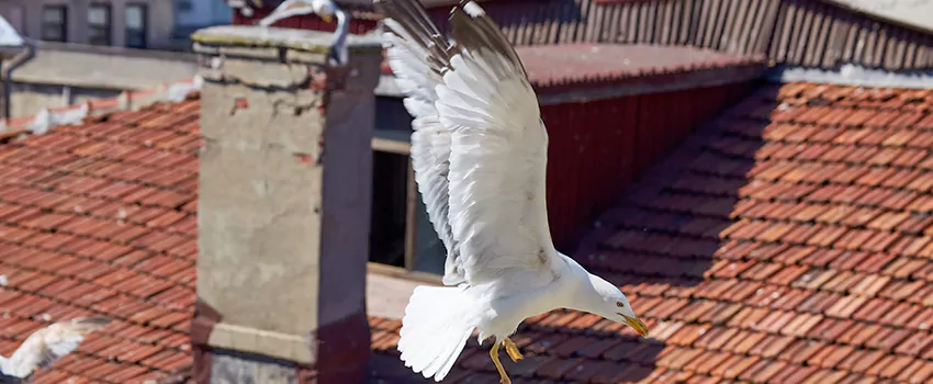 Residential Chimney Animal Removal Solution in Allen Park, MI